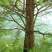 morphisches-feld-gesundheit-vitalitaet