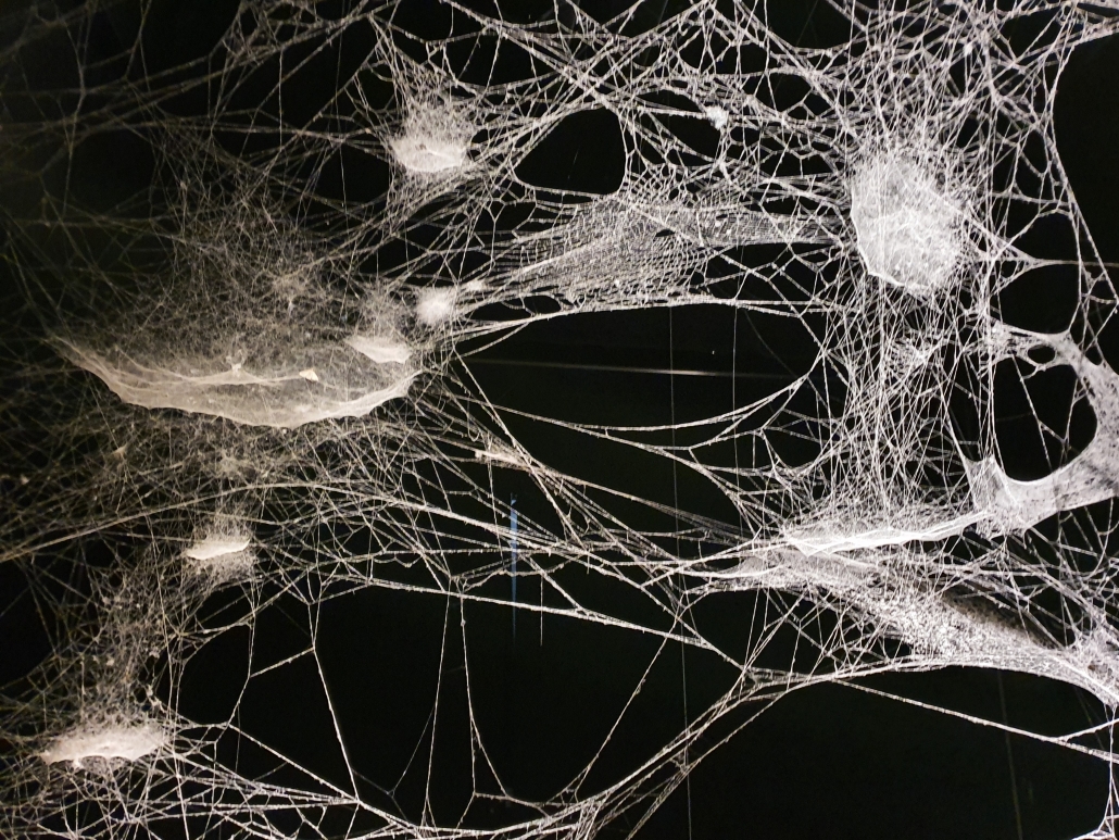 Gedankenübertragung Durch Morphisches Feld Möglich Morphisches Feld - Wie funktionieren morphogenetische Felder?