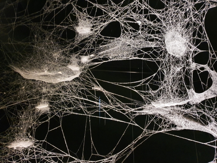 Morphisches Feld Wie funktionieren Felder?